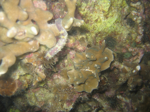 海马